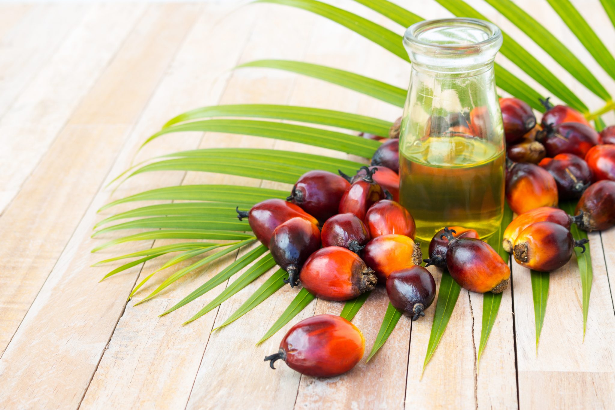 Commercial palm kernels on a palm branch leaf