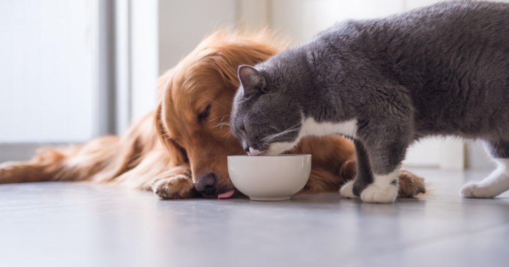 Golden Retriever and grey cat eating from bowl together