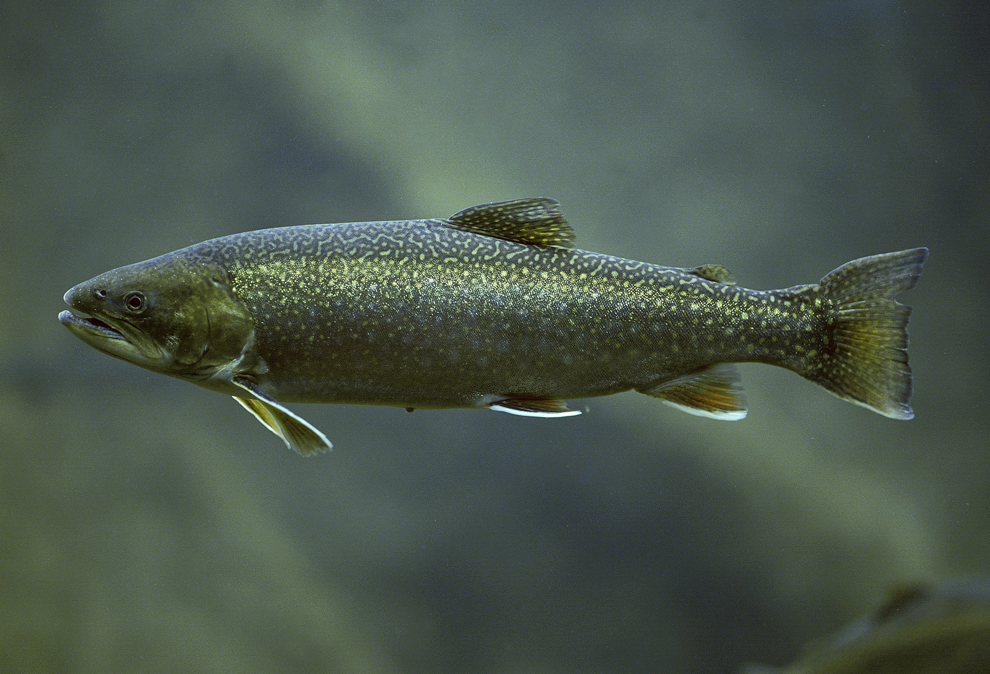 Arctic Char, Salvelinus alpinus, Underwater view