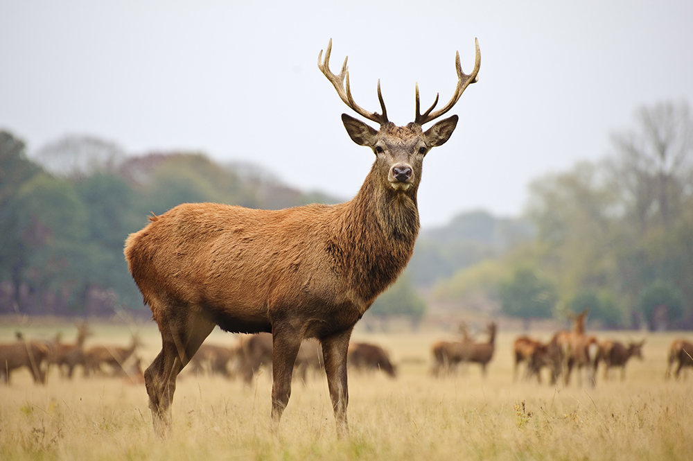 Portrait of majestic powerful adult red deer stag in Autumn Fall forest