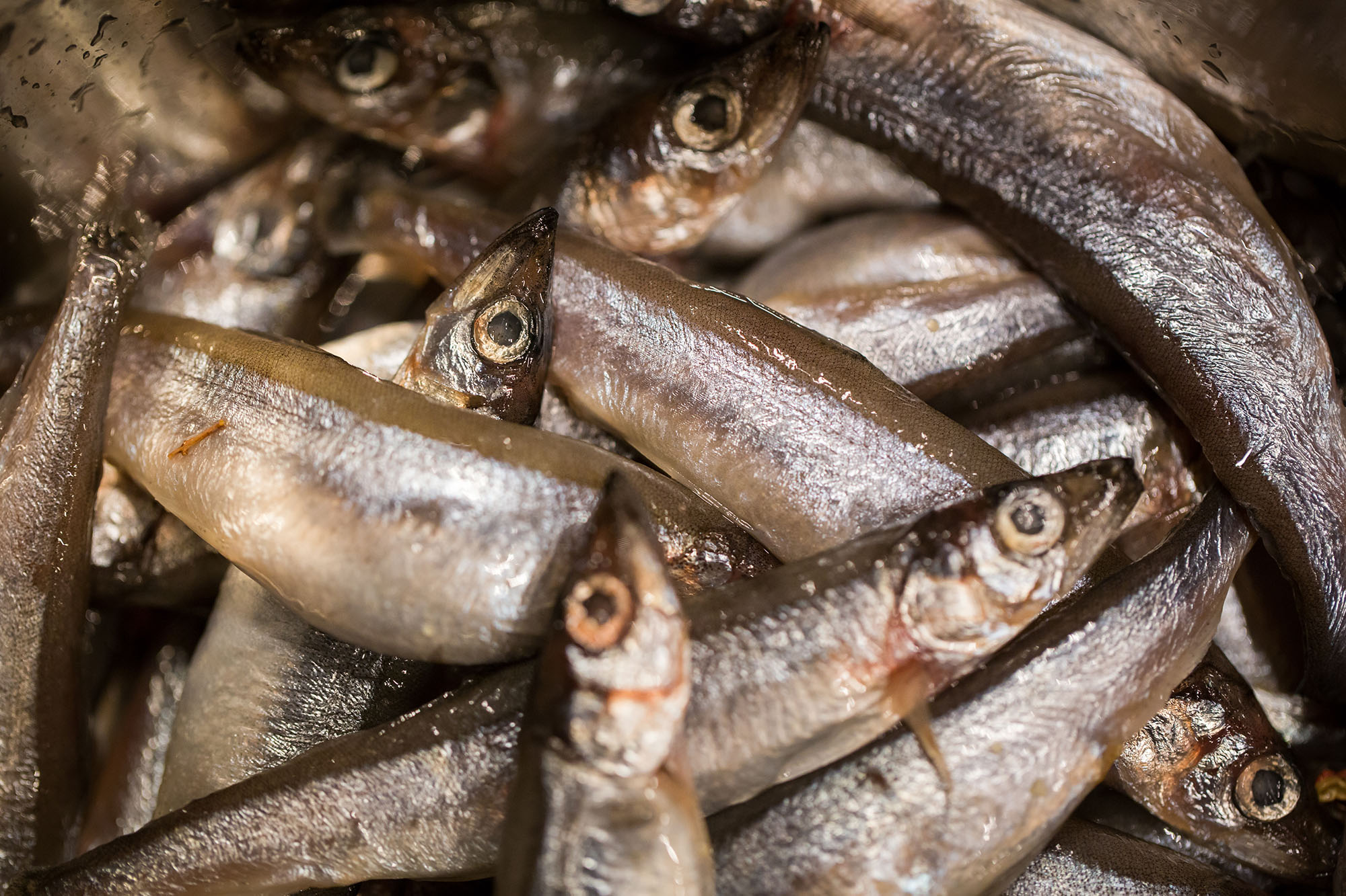 Capelin