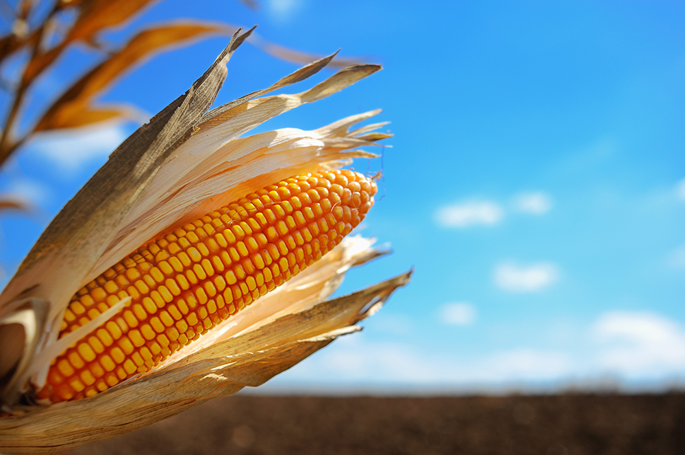 Corn in field