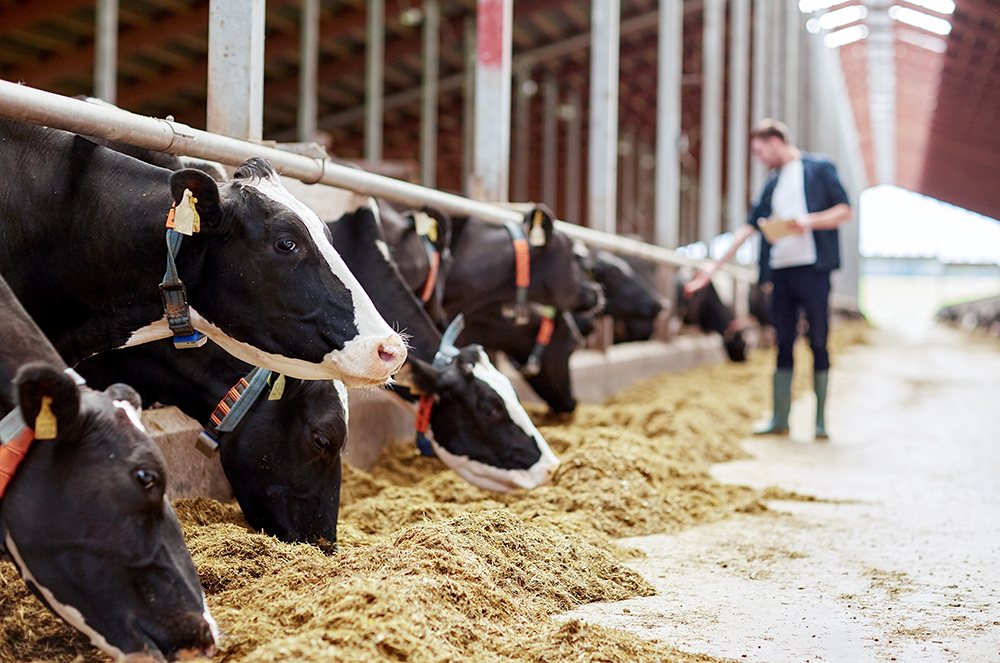 agriculture industry, farming and animal husbandry concept - herd of cows eating hay and man in cowshed on dairy farm