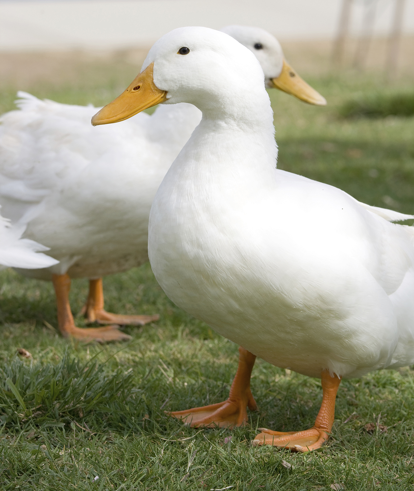 Ducks