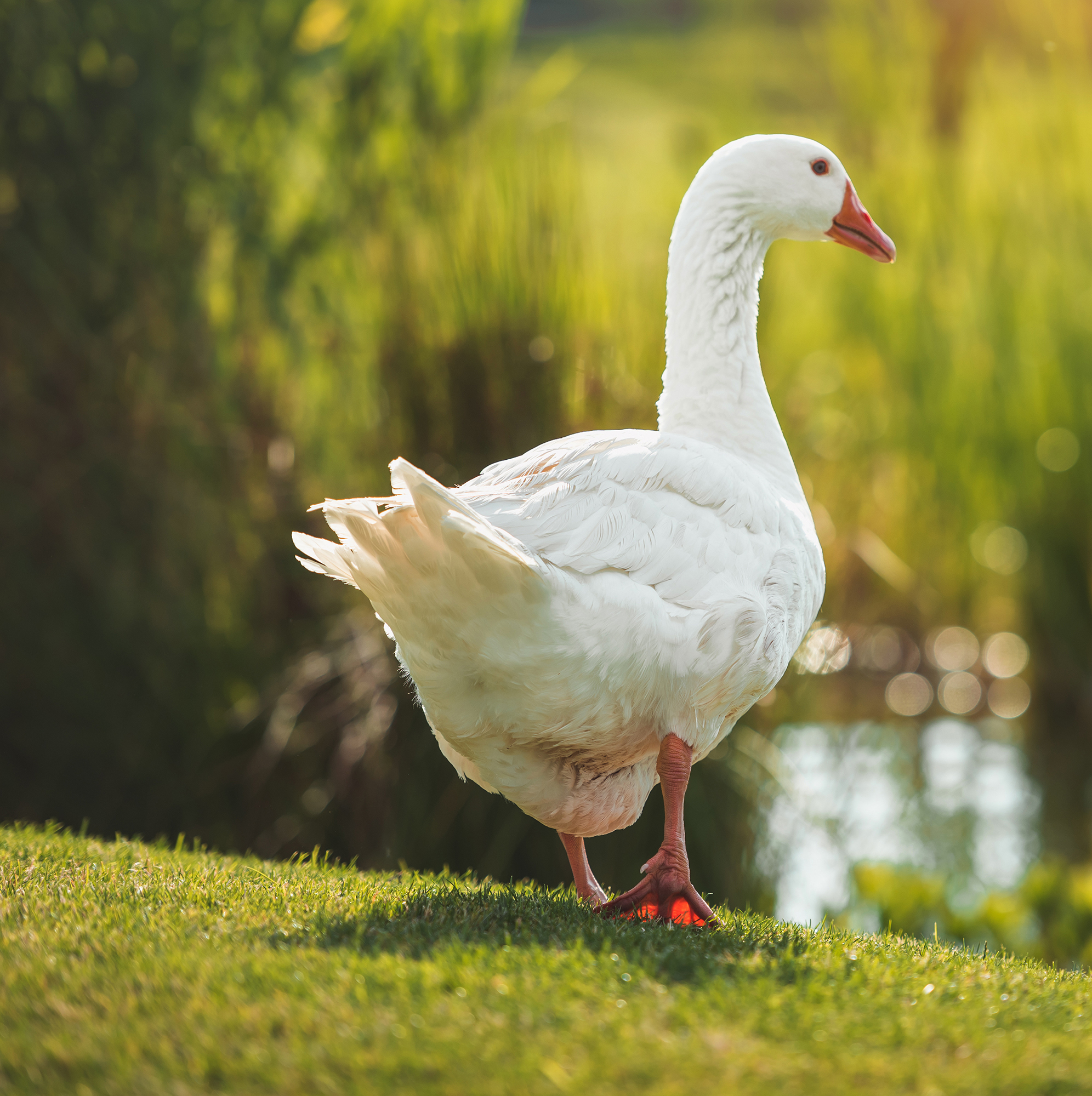 white goose walking on green grass near lake in sunlight