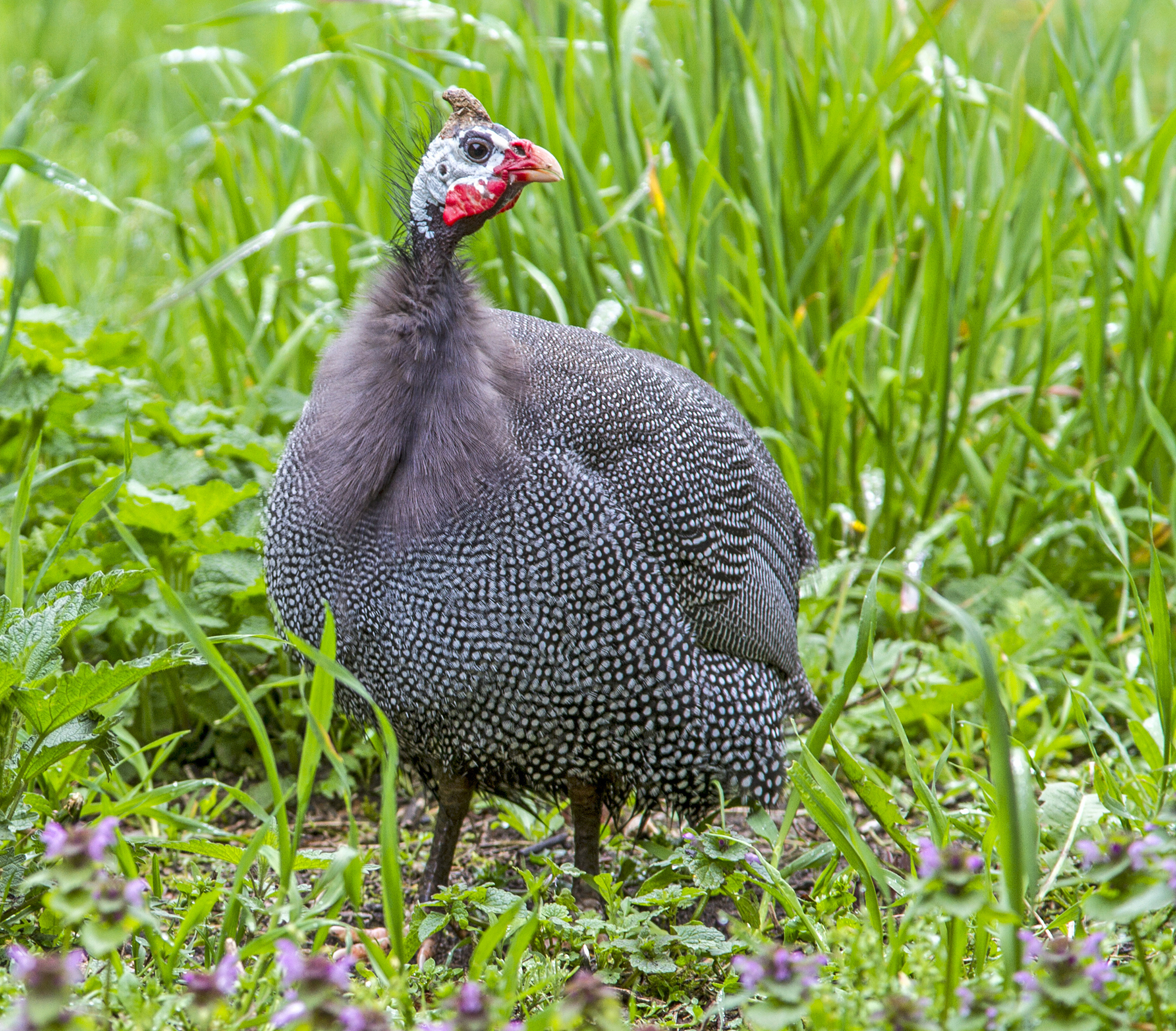 Guinea fowl