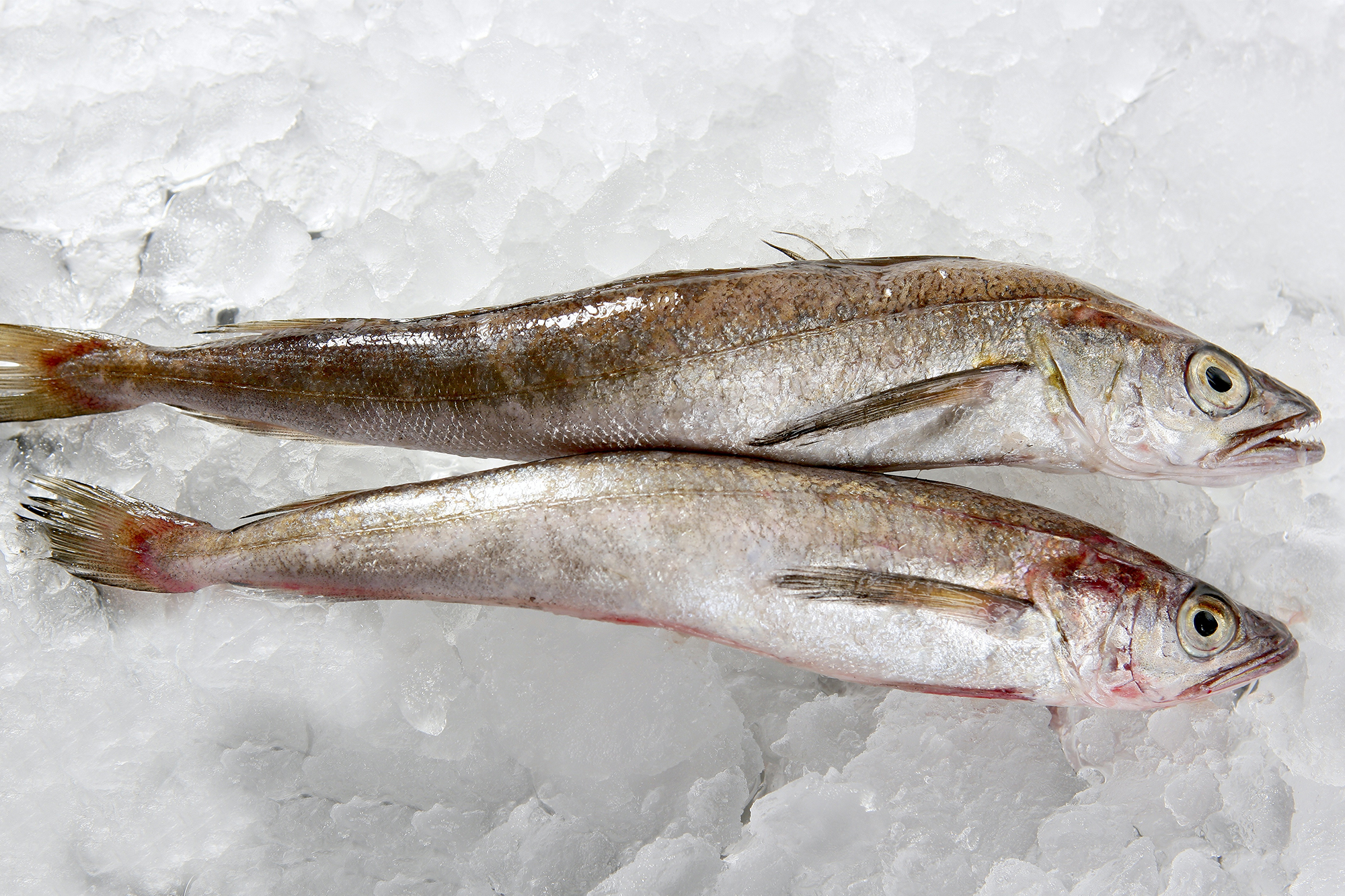 Hake fish on white ice macro detail