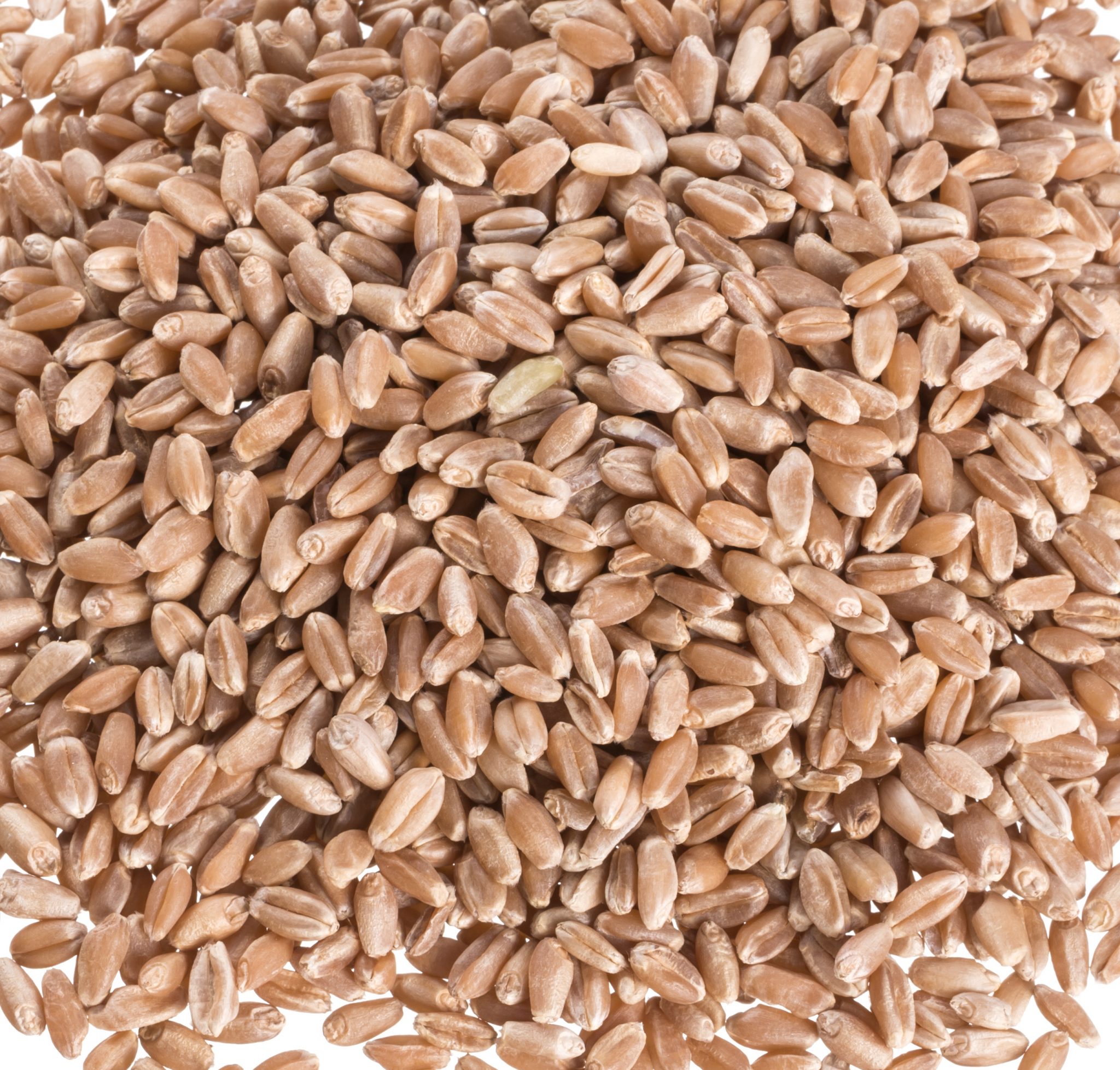 Hard Red Wheat