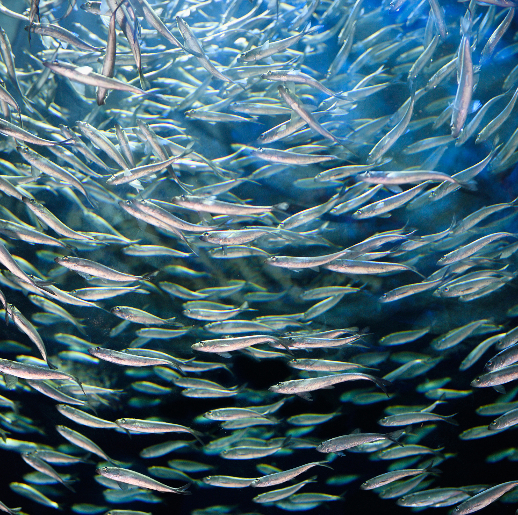 Looking up through a school of circling Alewives herring fish