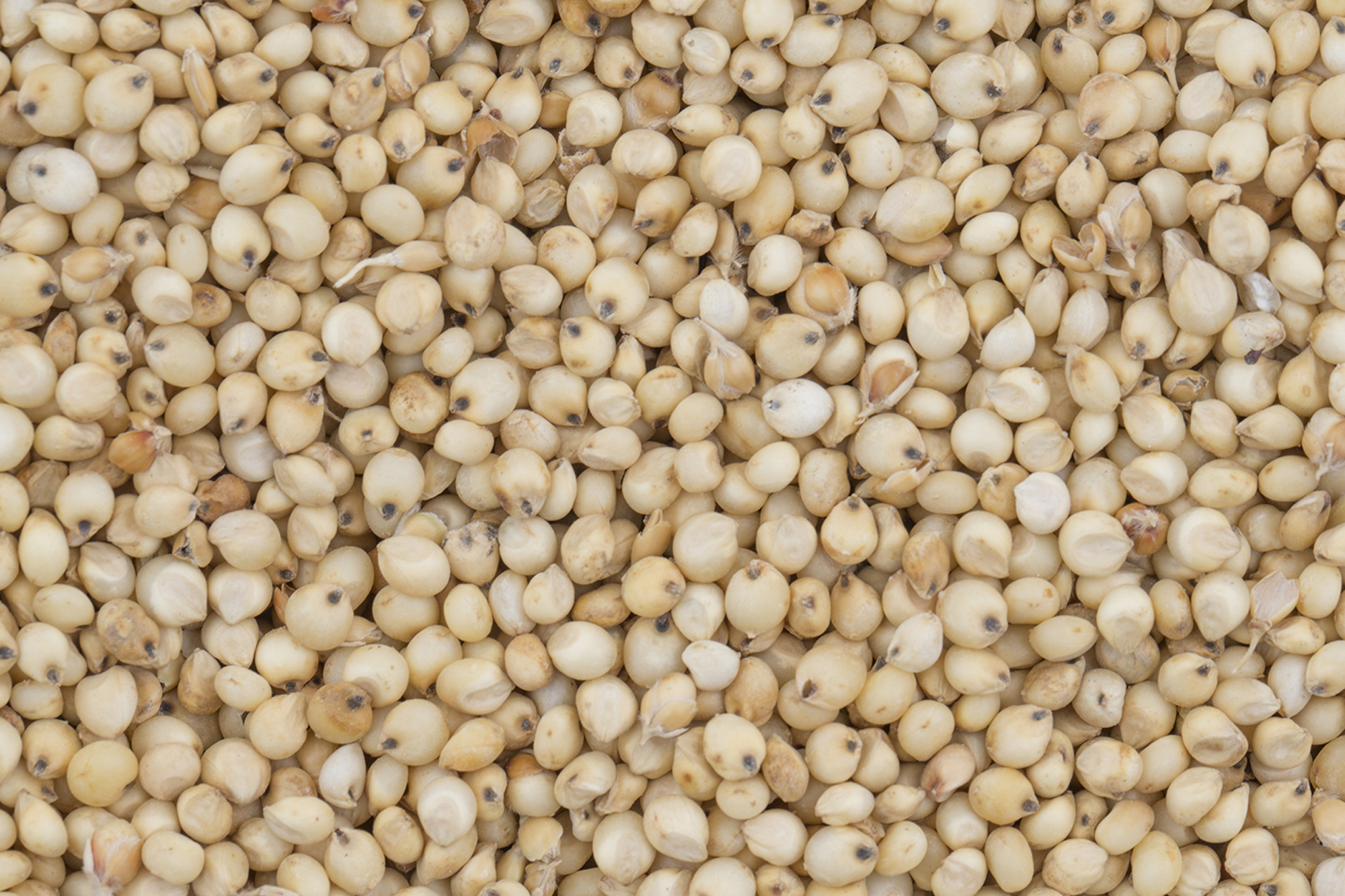 Sorghum Seed