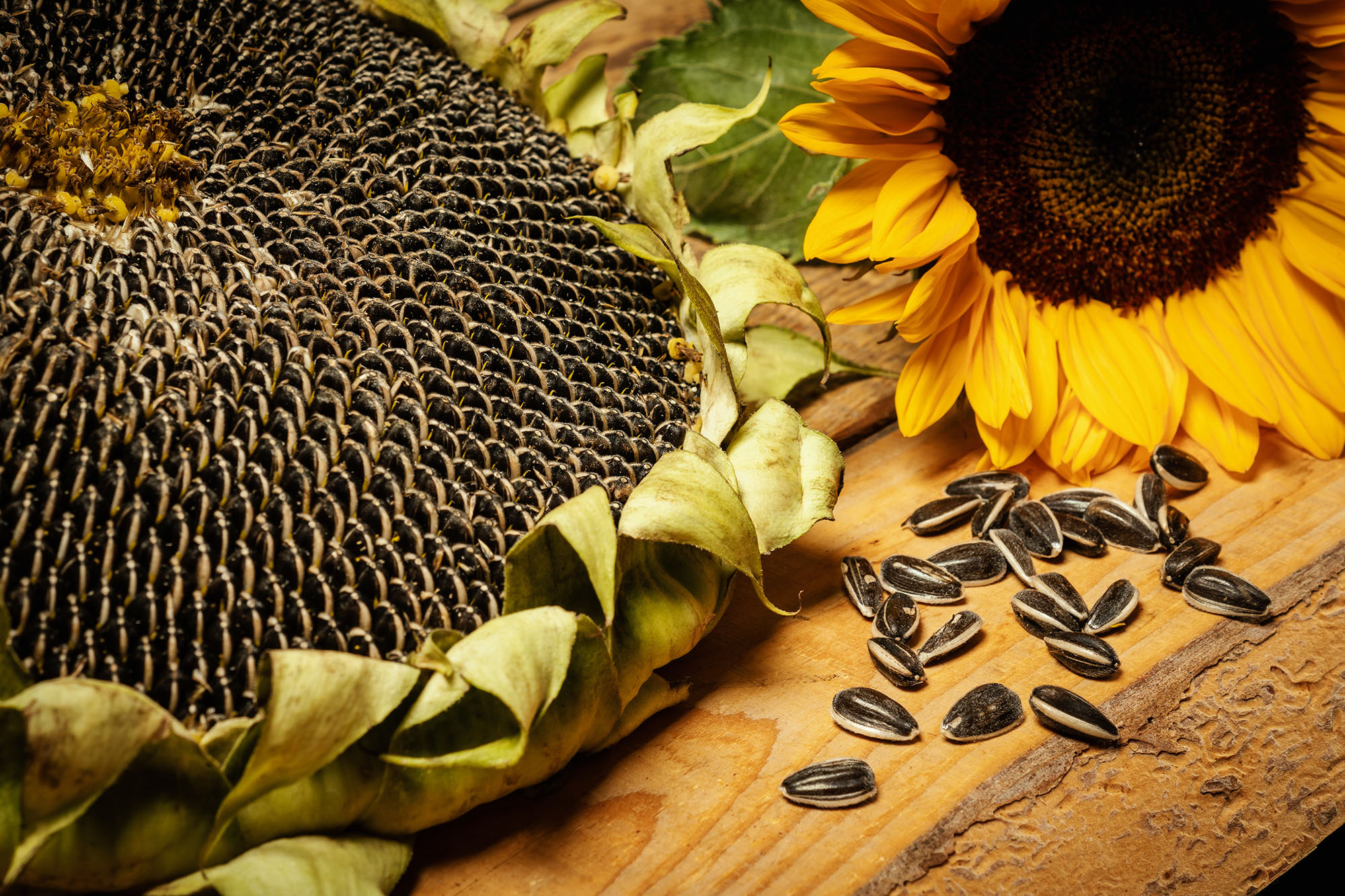 big and delicious sunflower on an old wooden table on a black background