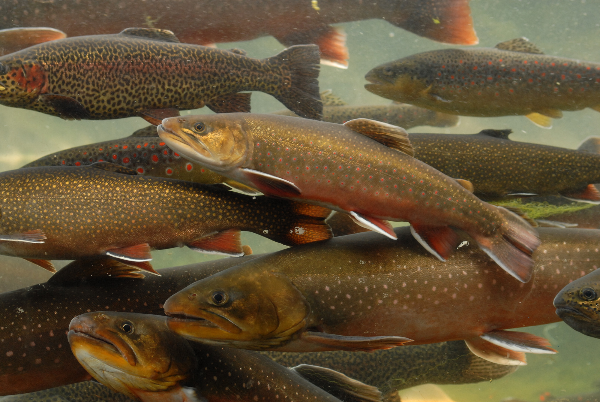 Multicolored trout swim in a river uncontaminated