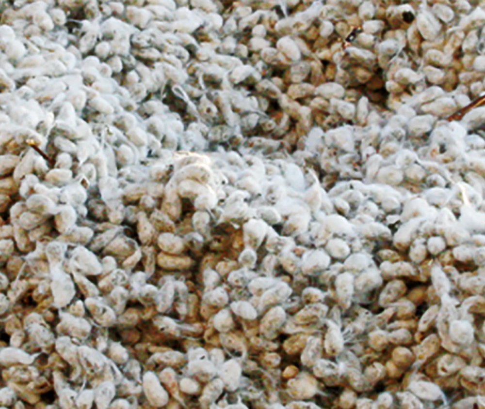 Whole Cottonseed