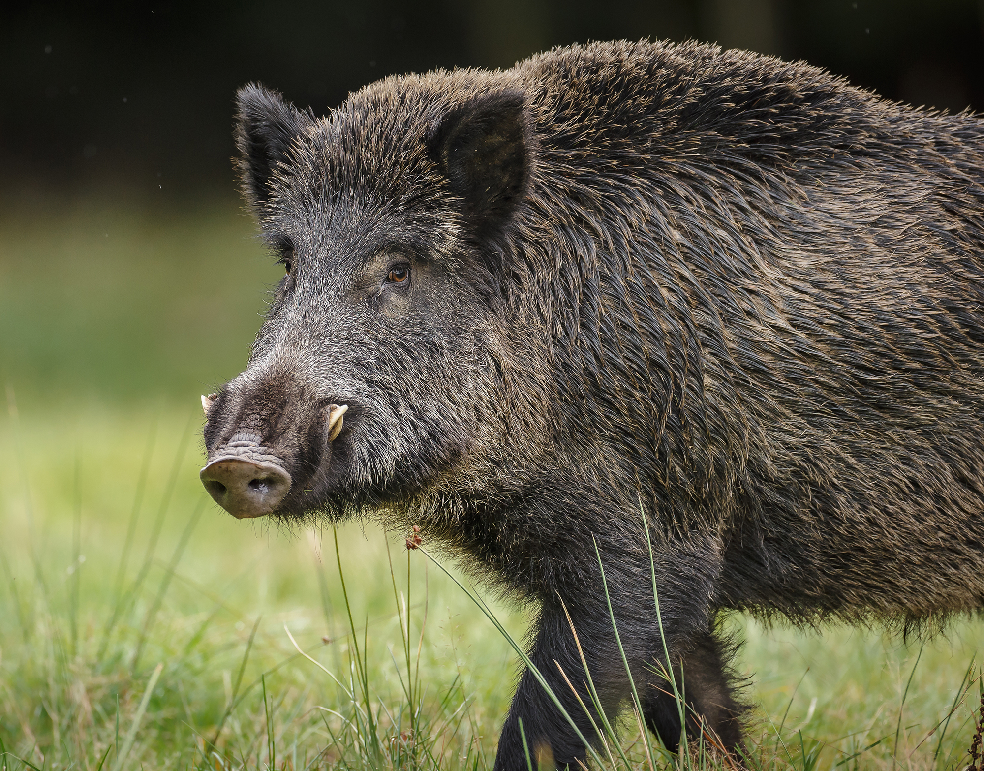 Wild Boar