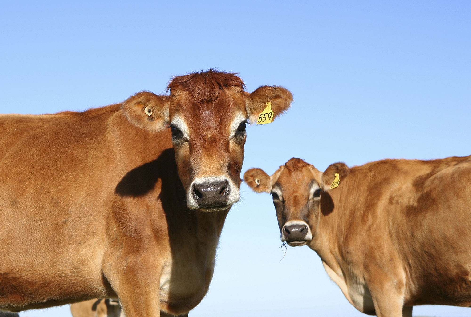 Jersey dairy cows photographed in NSW, Australia