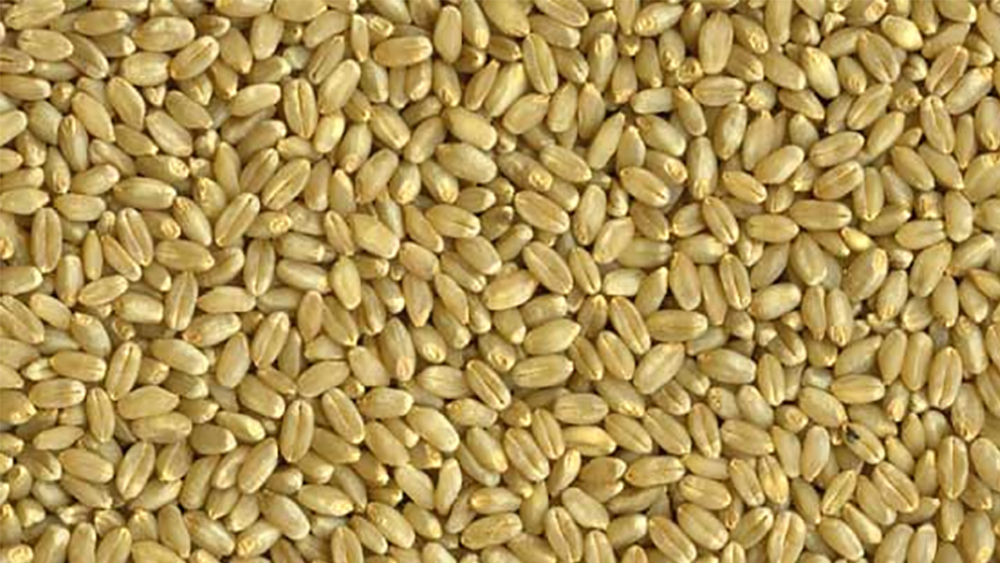 Hard White Wheat