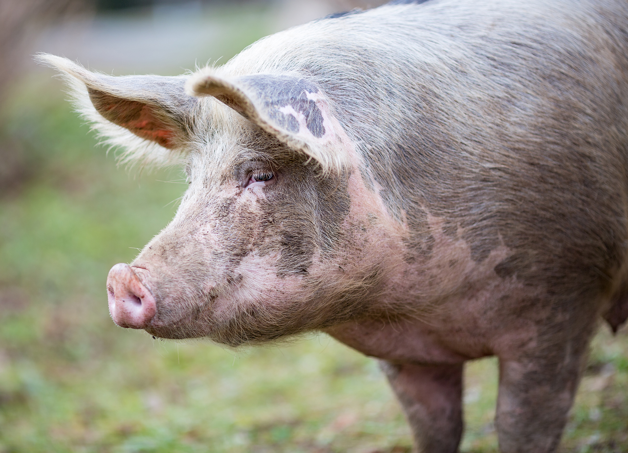 Portrait of big organic free range curious pig getting closer to the camera, photo taken in a garden in Serbia with blurred background