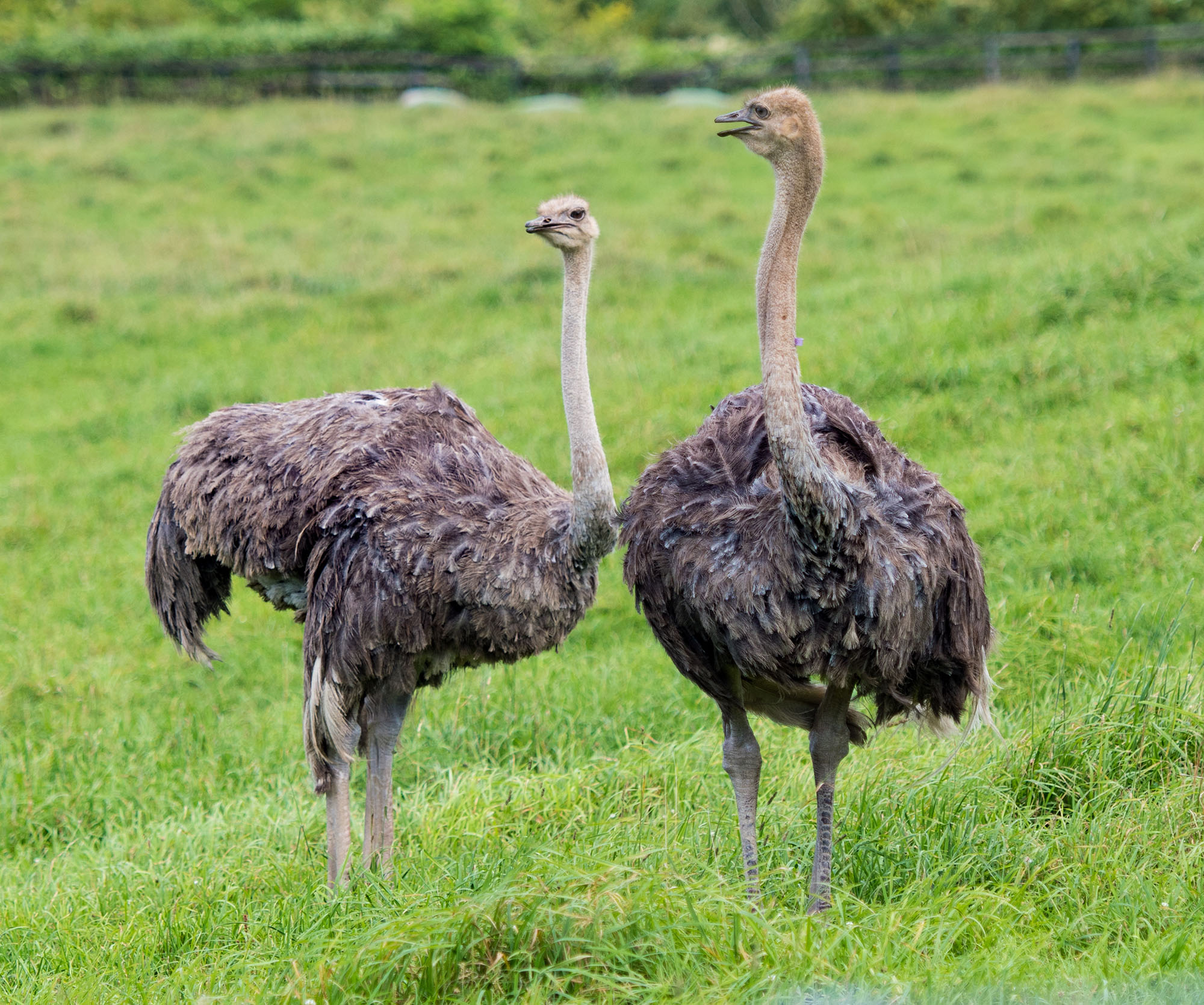 Ostriches