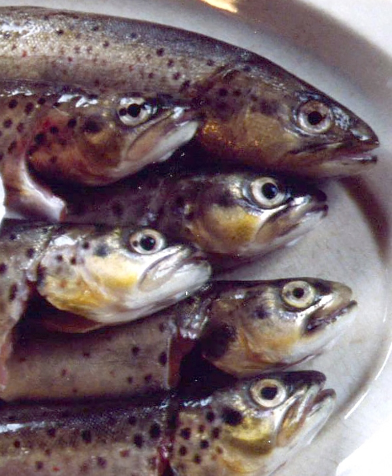 Sardines