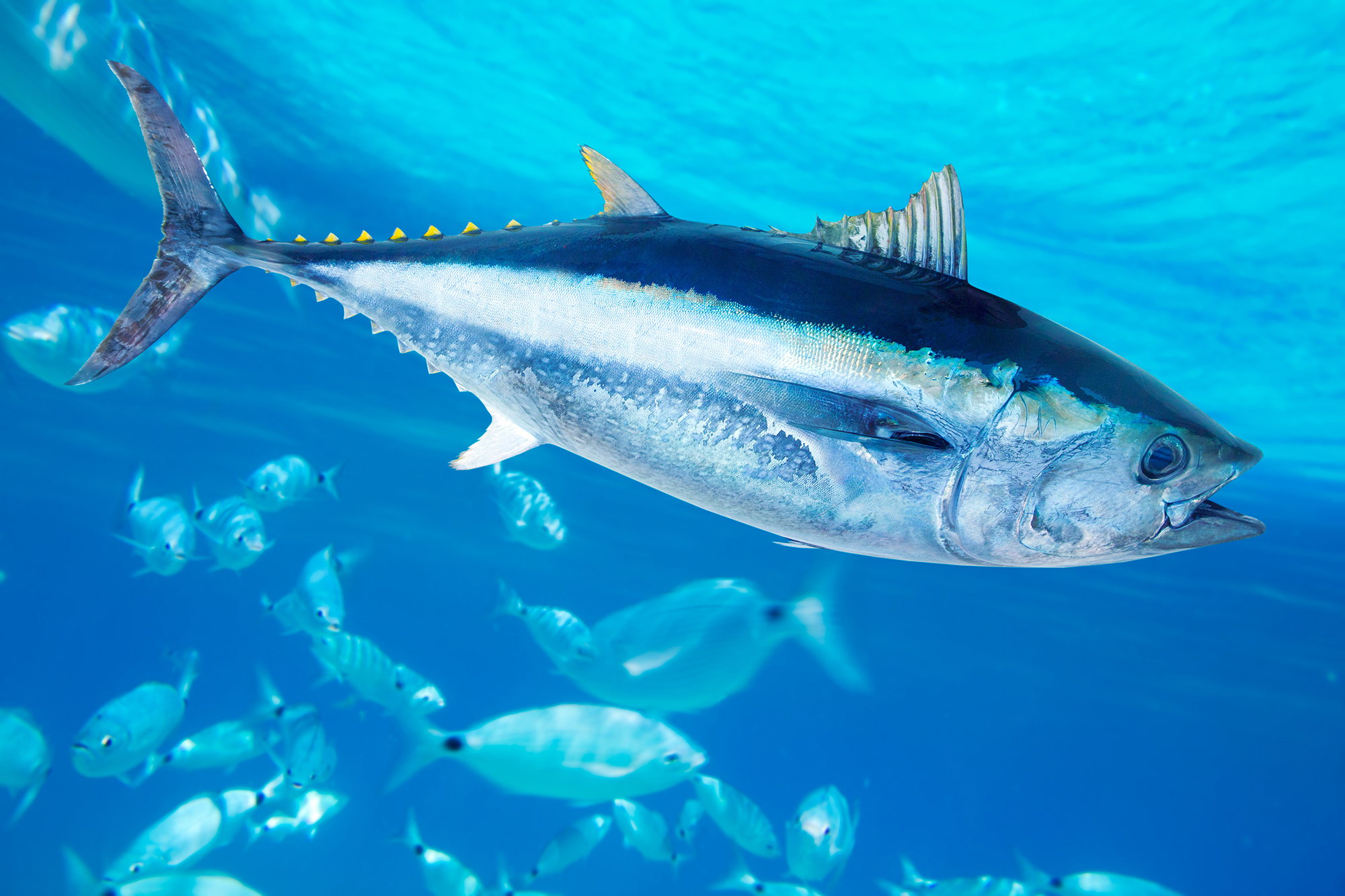 Bluefin tuna Thunnus thynnus saltwater fish in mediterranean