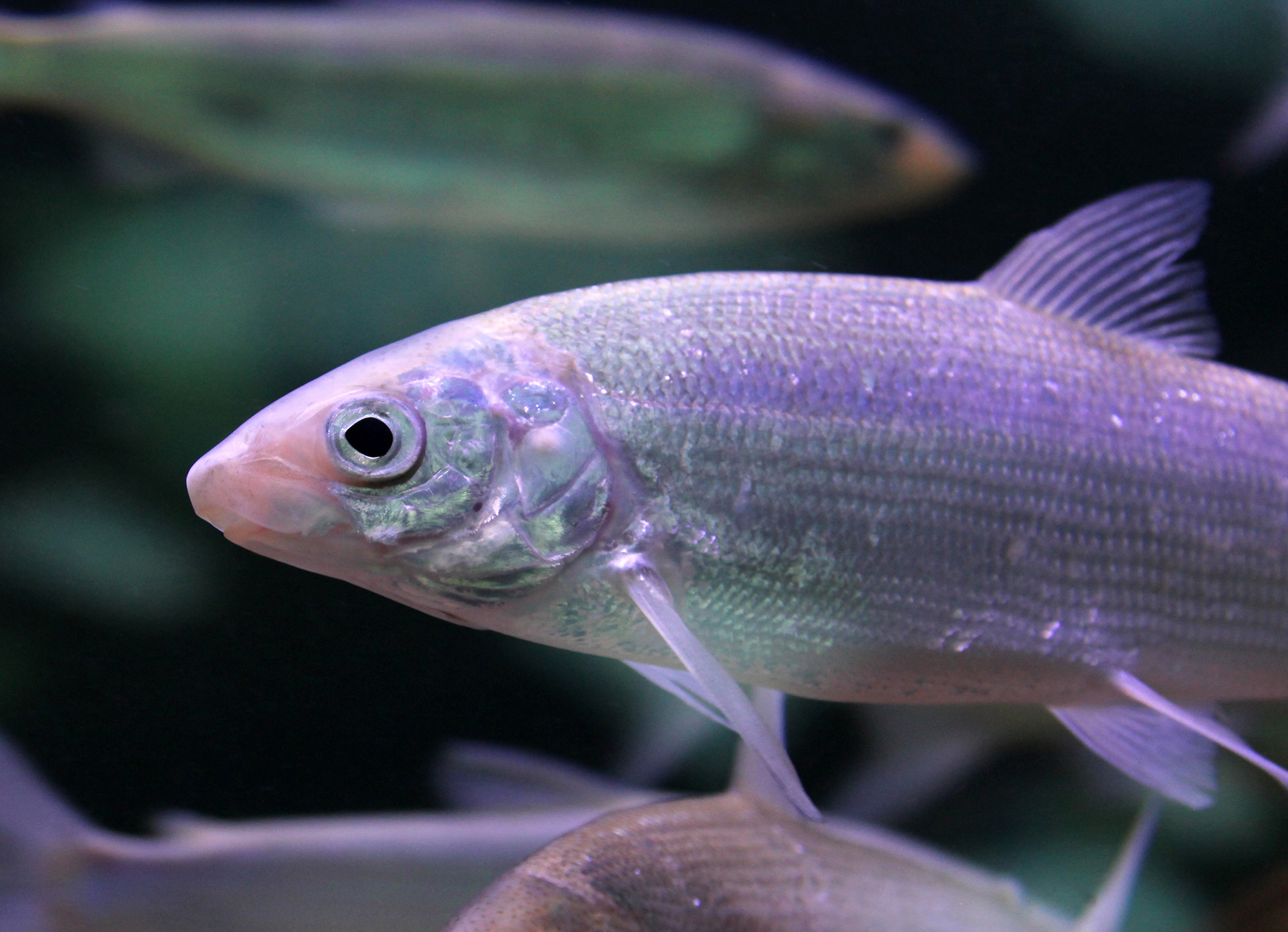 European whitefish (Coregonus lavaretus)