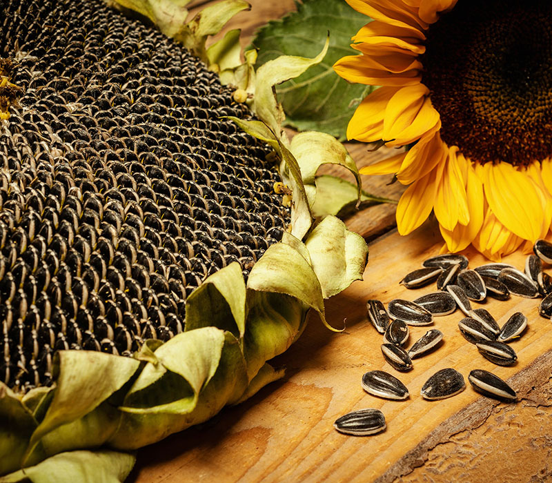 how-to-plant-dwarf-sunflower-seeds-find-out-here