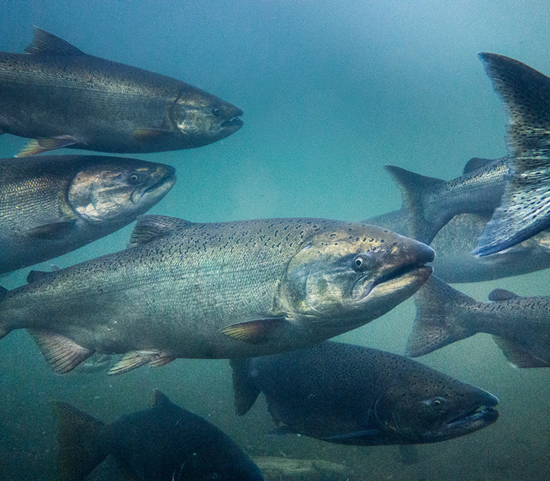 Farmed Chinook Salmon