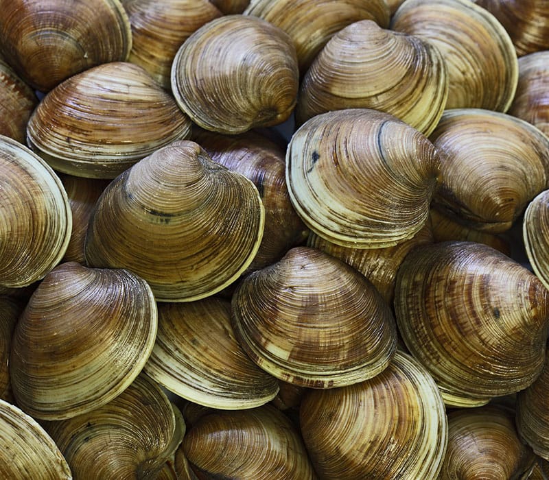 clam meal