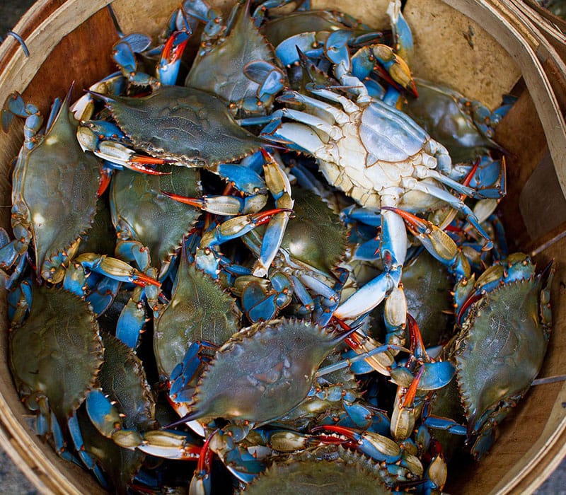 crab meal