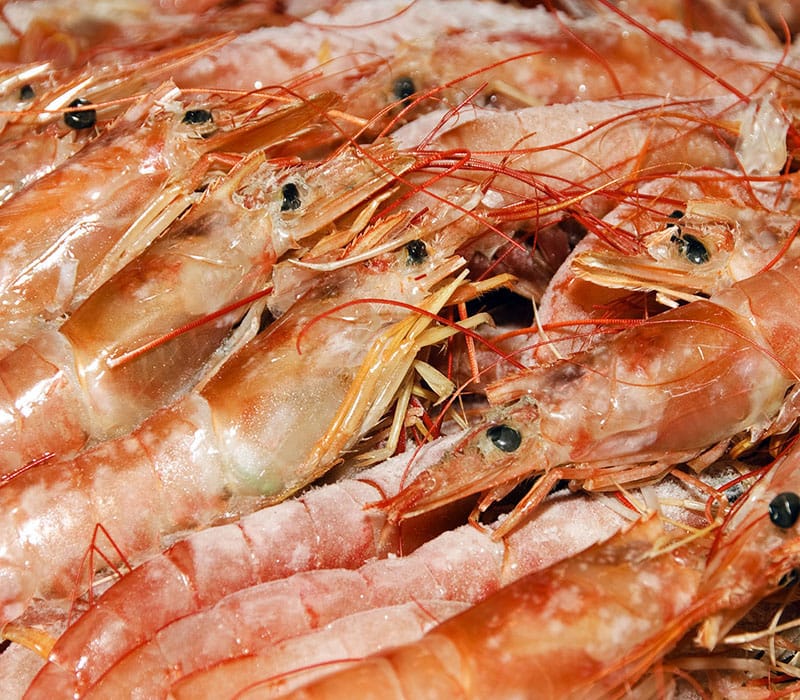 langostino meal