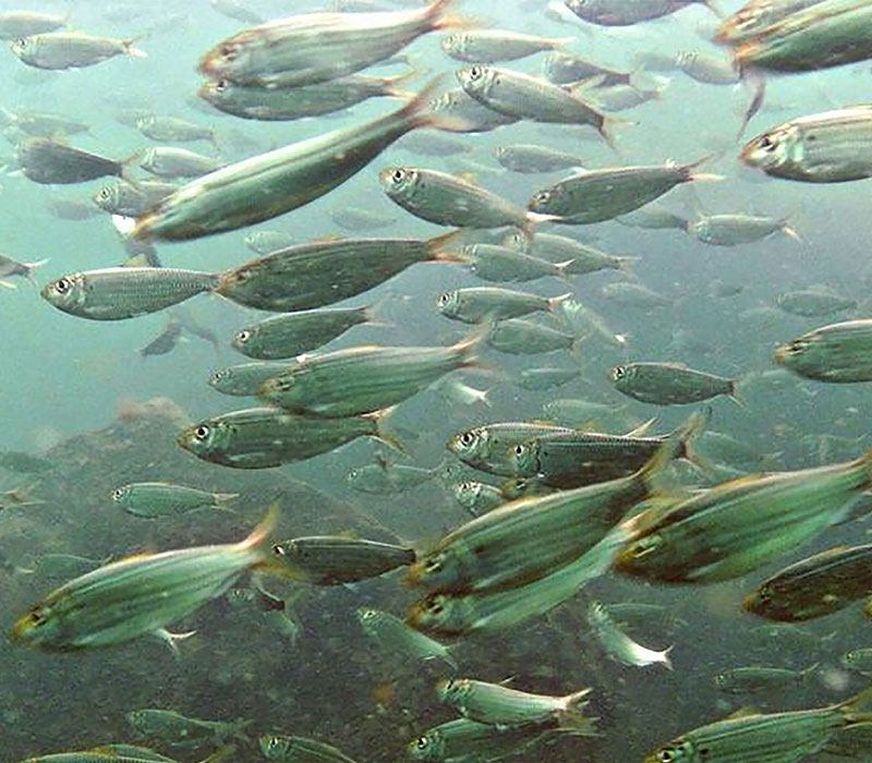 menhaden meal