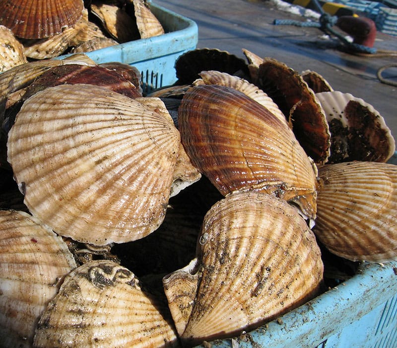 scallop meal