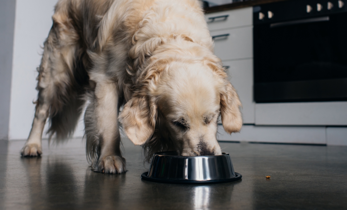 Pet Food Safety & Quality | Petsource