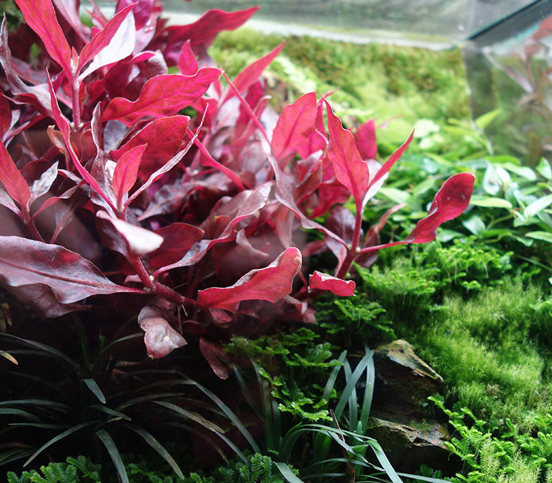 Vibrant red aquatic plants with green moss in an aquarium.