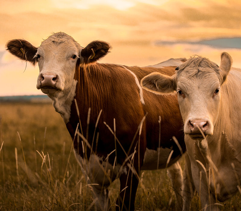 Two cows in a field at dusk with a warm, cloudy sky in the background.