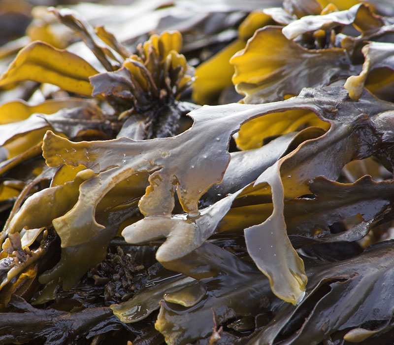 Close-up of wet, glistening brown and yellow seaweed.