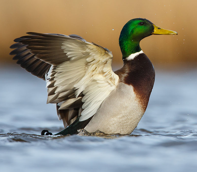 Mallard duck flapping its wings on water with droplets in the air.