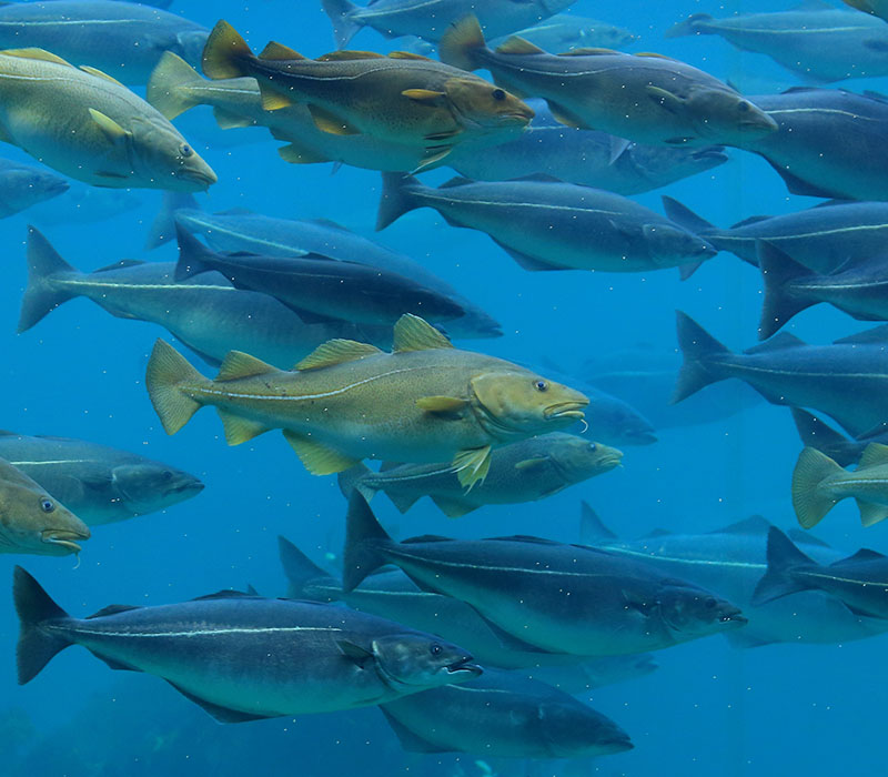 School of fish swimming underwater in clear blue water.