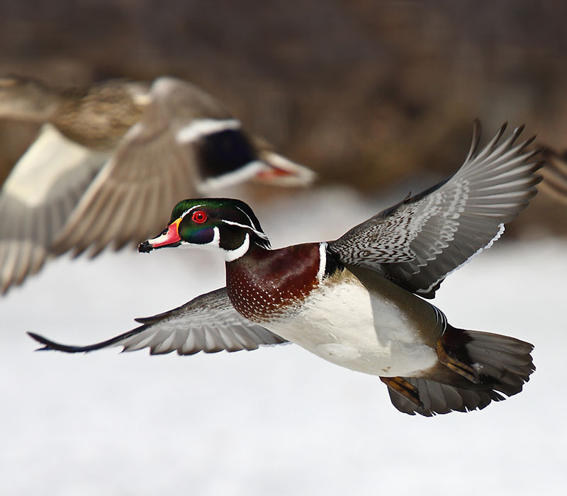 Two ducks in flight over snow, one with colorful plumage in the foreground.