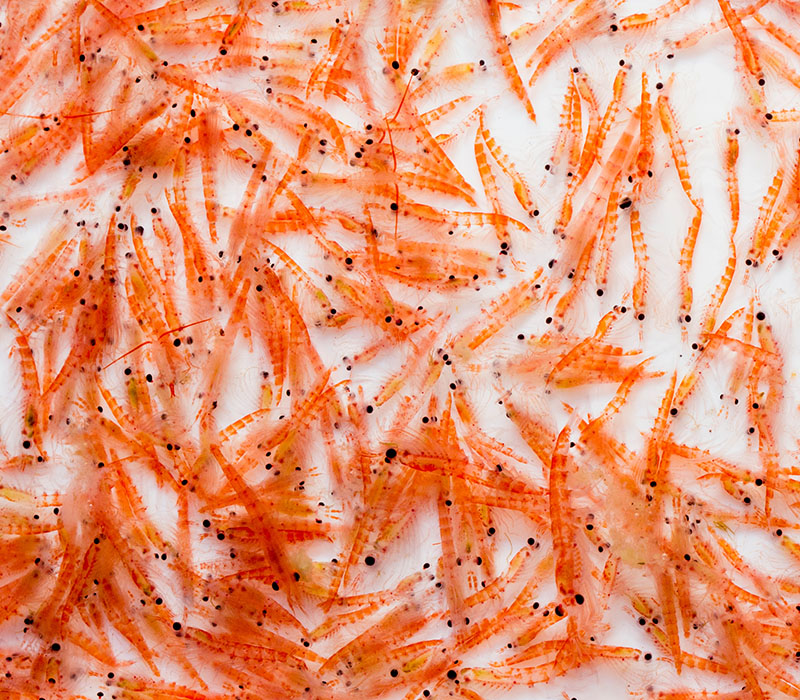 Close-up of numerous small shrimp with visible black eyes and spots, densely packed together.