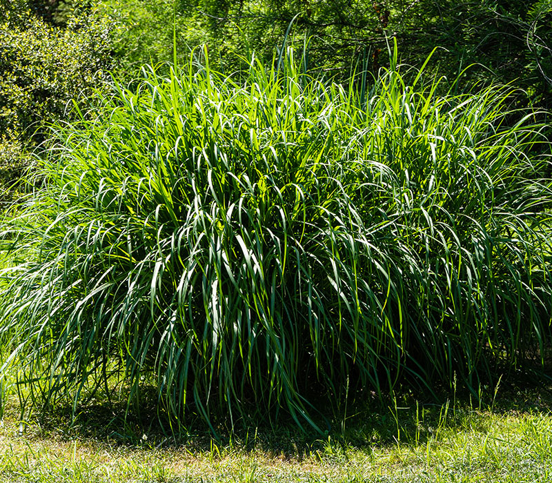 Lush green grasses in a sunny field with surrounding foliage.