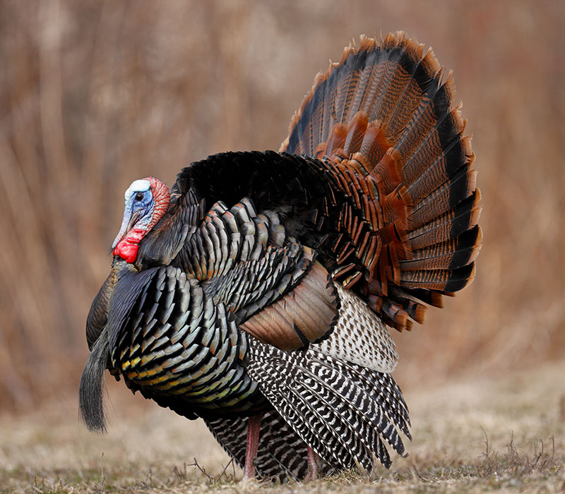 A wild turkey with its feathers fanned out, standing in a field.