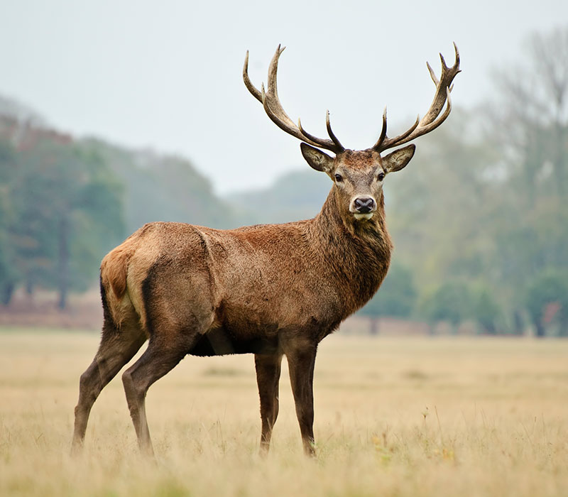 A majestic stag with large antlers standing in a grassy field.