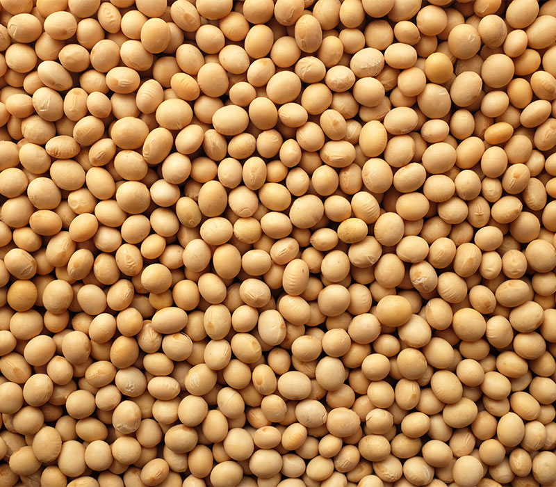 Grouping of soybeans with clear hilum