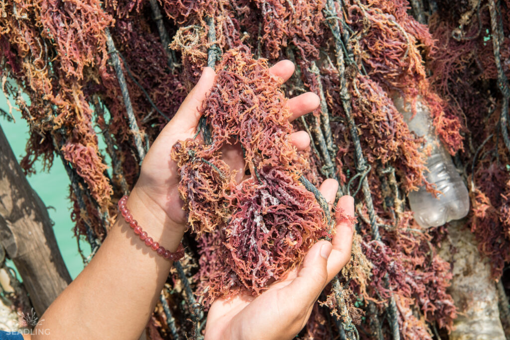 A person holding a handful of seaweed.