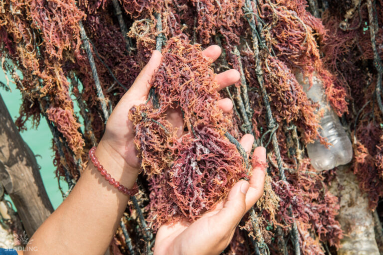 A person holding a handful of seaweed.