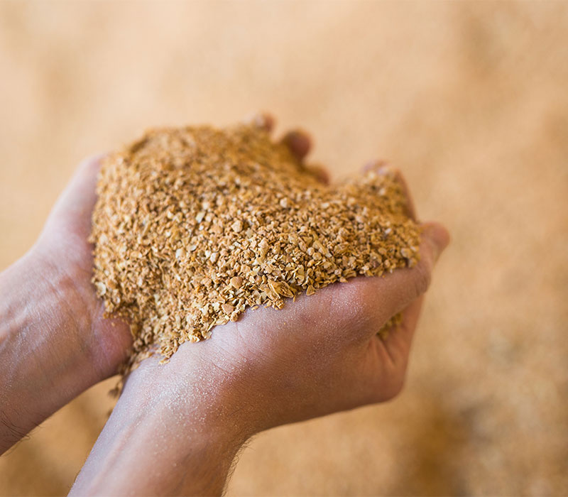 Person holding ground soybeans or soybean meal in their hands