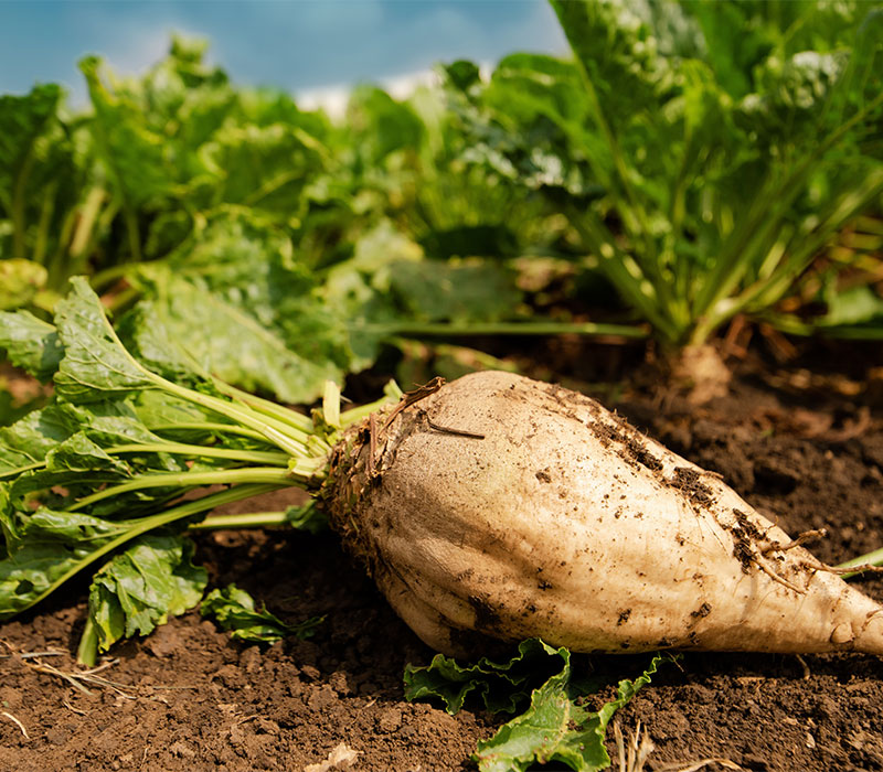 A close up of a sugar beet laying in a beet field