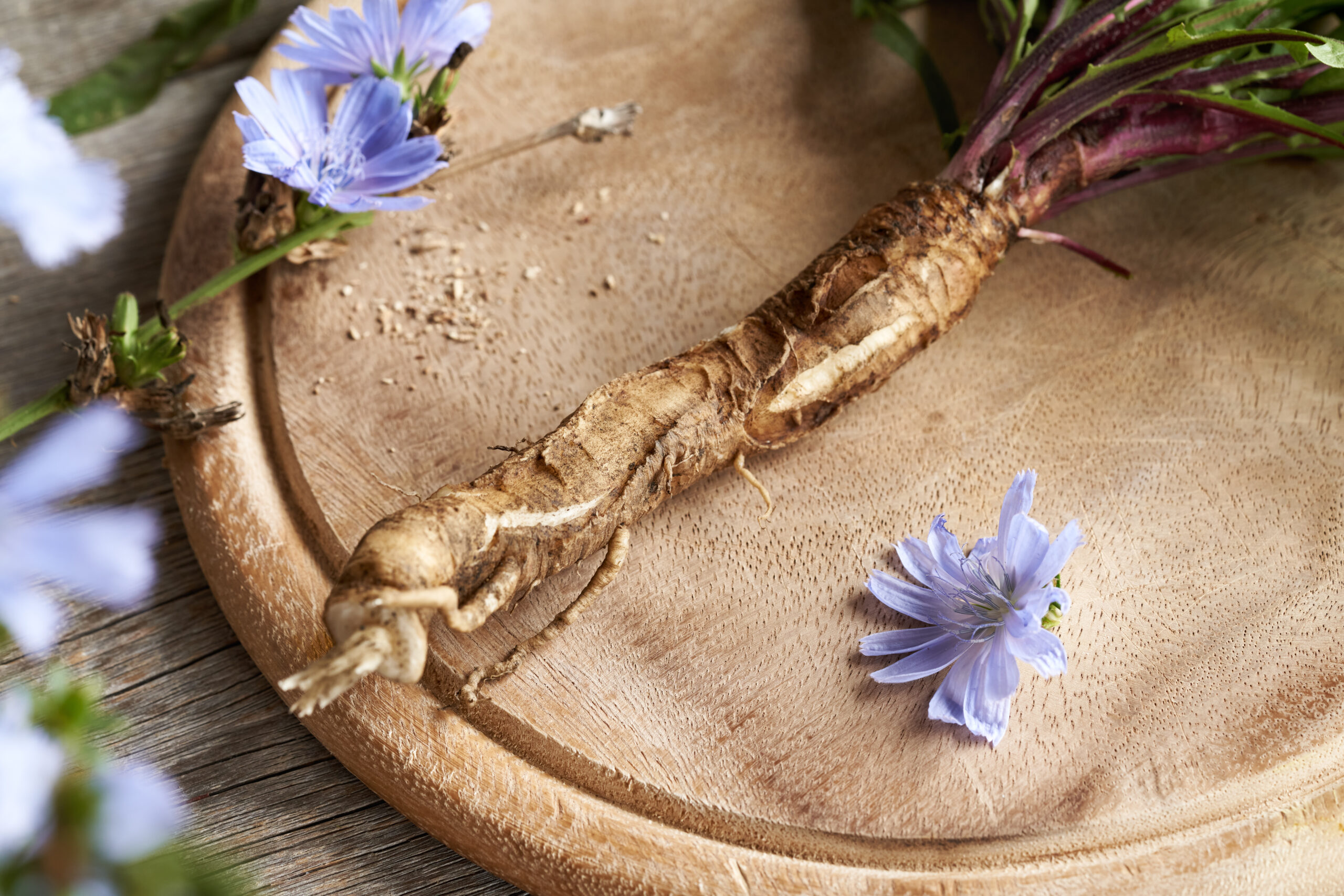 Fresh whole chicory or succory plant including root on a table