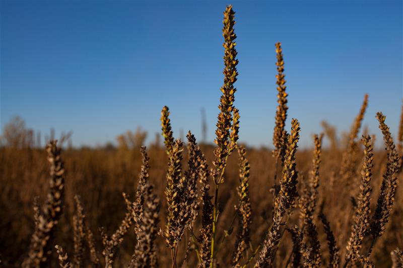 plants in the field